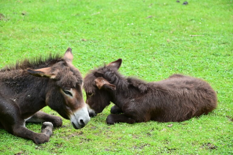 Esel oder Muli liegt mit Jungtier auf Gras, im Wildpark Knüll bei Homberg (Efze)